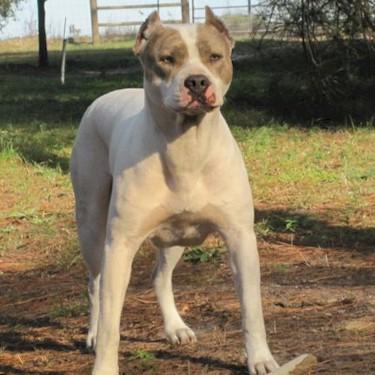 Mims-Whittakers Bree Pit Bull.jpg